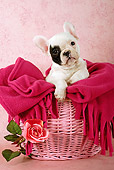 PUP 18 SJ0002 01
French Bulldog Puppy Sitting In Pink Basket With Blanket In Studio