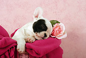 PUP 18 SJ0003 01
French Bulldog Puppy Sleeping In Pink Basket With Blanket In Studio