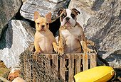 PUP 18 CE0003 01
French Bulldog And Bulldog Puppies Standing In Wooden Crate By Rocks