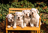 PUP 18 CE0005 01
Four Bulldog Puppies Sitting On Bench By Shrubs