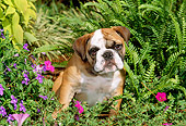 PUP 18 CE0006 01
Bulldog Puppy Sitting Among Ferns And Flowers