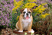 PUP 18 CE0007 01
Bulldog Puppy Sitting On Barrel By Flowers