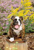 PUP 18 CE0009 01
Bulldog Puppy Sitting On Barrel By Flowers