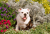 PUP 18 CE0010 01
Bulldog Puppy Sitting Among Flowers