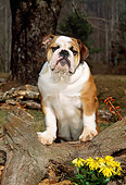 PUP 18 CE0011 01
Bulldog Puppy Standing On Log By Flowers