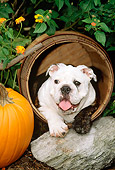 PUP 18 CE0013 01
Bulldog Puppy Laying In Barrel By Flowers Rock Pumpkin