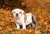 PUP 18 CE0016 01
Bulldog Puppy Standing In Field Of Autumn Leaves