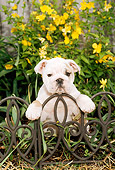 PUP 18 CE0017 01
Bulldog Puppy Sitting Behind Iron Fence By Yellow Flowers