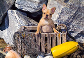 PUP 18 CE0022 01
French Bulldog Puppy Standing In Wooden Crate By Rocks