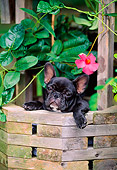 PUP 18 CE0023 01
French Bulldog Puppy Peeking Out Of Well By Pink Flower