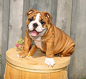PUP 18 FA0001 01
Bulldog Puppy Sitting On Barrel By Wall