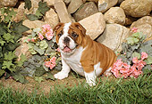 PUP 18 FA0005 01
Bulldog Puppy Sitting On Grass By Rocks And Flowers