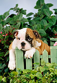 PUP 18 FA0008 01
Bulldog Puppy Laying On Green Picket Fence By Foliage