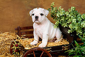 PUP 18 FA0010 01
Bulldog Puppy Sitting On Hay In Small Cart