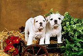PUP 18 FA0011 01
Two Bulldog Puppies Standing On Hay In Small Cart