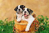 PUP 18 FA0014 01
Two Bulldog Puppies Sitting In Wooden Bucket On Grass By Ivy And Berries