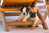 PUP 18 KH0001 01
Two French Bulldog Puppies Sitting Under Chair