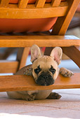 PUP 18 KH0002 01
French Bulldog Puppy Laying Under Chair