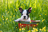 PUP 18 KH0003 01
French Bulldog Puppy Sitting In Red Bucket In Field