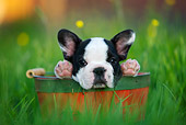PUP 18 KH0005 01
French Bulldog Puppy Sitting In Red Bucket In Field Close-Up