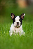 PUP 18 KH0009 01
French Bulldog Puppy Sitting In Field