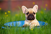 PUP 18 KH0010 01
French Bulldog Puppy Sitting In Blue Dish In Field