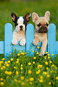 PUP 18 KH0013 01
Two French Bulldog Puppies Standing On Blue Fence In Field With Wildflowers
