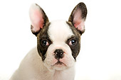 PUP 18 MR0003 01
Head Shot Of French Bulldog Puppy Sitting On White Seamless Studio