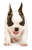 PUP 18 MR0005 01
French Bulldog Puppy Sitting On White Seamless Studio