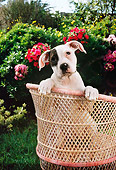 PUP 18 RC0002 01
Head Shot Of American Bulldog Puppy Peeking Over Back Of Wicker Chair