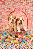 PUP 18 RC0003 01
Two English Bulldog Puppies Sitting In Easter Basket With Eggs