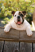 PUP 18 RC0004 01
Portrait Of English Bulldog Puppy Resting On Wood Planks Tree Background