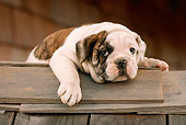 PUP 18 RC0005 01
Portrait Of English Bulldog Puppy Resting On Wood Planks By Building