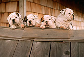PUP 18 RC0006 01
Portrait Of Four English Bulldog Puppies Resting On Wood Planks By Building