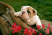 PUP 18 RC0007 01
Portrait Of English Bulldog Puppy Resting On Log By Red Flowers Grass