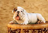 PUP 18 RC0013 01
Portrait Of English Bulldog Puppy Laying On Wicker Table