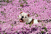 PUP 18 RC0015 01
English Bulldog Puppy Standing In Field Of Pink Flowers