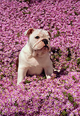 PUP 18 RC0016 01
Portrait Of English Bulldog Puppy Sitting In Field Of Pink Flowers
