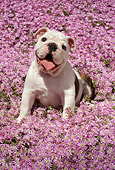 PUP 18 RC0021 01
Portrait Of English Bulldog Puppy Sitting In Field Of Pink Flowers