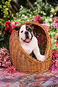 PUP 18 RC0022 01
Portrait Of English Bulldog Puppy Sitting In Wicker Basket By Flowers Foliage