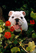PUP 18 RC0023 01
Portrait Of English Bulldog Puppy Sitting Among Orange Flowers And Foliage