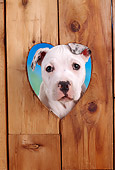 PUP 18 RC0024 01
Head Shot Of American Bulldog Puppy Peering Through Hole In Boards