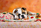 PUP 18 RC0025 01
Head Shot Of English Bulldog Puppy Laying On Floral Blanket