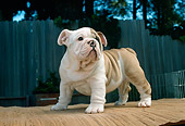 PUP 18 RC0027 01
Portrait Of English Bulldog Puppy Standing On Table Outdoors
