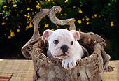 PUP 18 RC0029 01
Portrait Of English Bulldog Puppy Sitting In Basket On Table Outdoors
