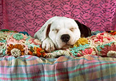 PUP 18 RC0031 01
American Bulldog Puppy Sleeping On Blankets Head Shot Studio