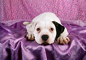 PUP 18 RC0032 01
American Bulldog Puppy Laying On Purple Satin