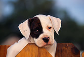PUP 18 RK0002 10
Close Up Head Shot Of American Bulldog Puppy Peeking Over Fence Facing Camera Blue Sky