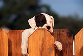 PUP 18 RK0002 11
Close Up Head Shot Of American Bulldog Puppy Peeking Over Fence Facing Camera Blue Sky