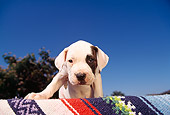 PUP 18 RK0003 05
American Bulldog Standing On Blanket Looking Down Tree Blue Sky